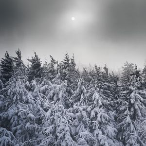 Preview wallpaper spruce, snow, trees, winter, snowy