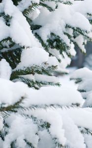 Preview wallpaper spruce, snow, winter, branches