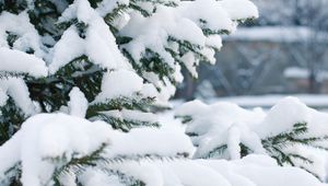 Preview wallpaper spruce, snow, winter, branches