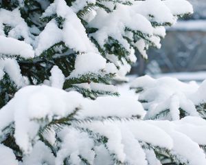 Preview wallpaper spruce, snow, winter, branches