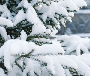 Preview wallpaper spruce, snow, winter, branches