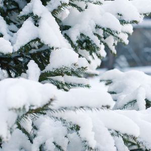 Preview wallpaper spruce, snow, winter, branches
