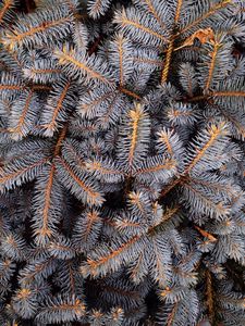 Preview wallpaper spruce, spines, branches, white