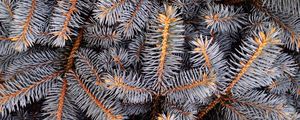 Preview wallpaper spruce, spines, branches, white