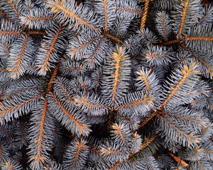 Preview wallpaper spruce, spines, branches, white