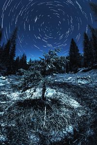 Preview wallpaper spruce, starry sky, circles, long exposure