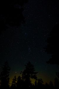 Preview wallpaper spruce, starry sky, stars, night