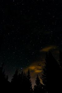 Preview wallpaper spruce, stars, starry sky, night