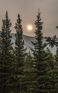 Preview wallpaper spruce, sun, trees, forest, cloudy