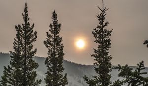 Preview wallpaper spruce, sun, trees, forest, cloudy