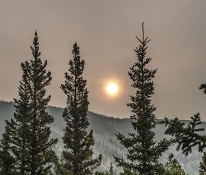 Preview wallpaper spruce, sun, trees, forest, cloudy