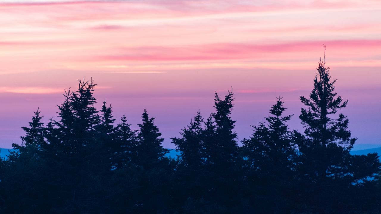 Wallpaper spruce, sunset, clouds, mist, pink