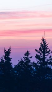 Preview wallpaper spruce, sunset, clouds, mist, pink