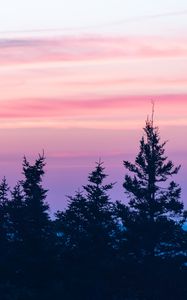 Preview wallpaper spruce, sunset, clouds, mist, pink