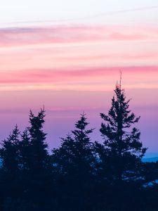 Preview wallpaper spruce, sunset, clouds, mist, pink