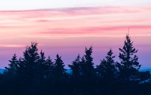 Preview wallpaper spruce, sunset, clouds, mist, pink