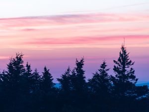 Preview wallpaper spruce, sunset, clouds, mist, pink