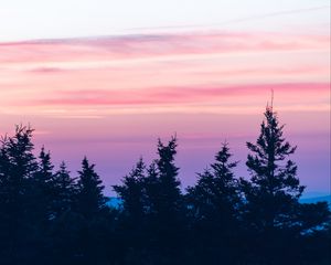 Preview wallpaper spruce, sunset, clouds, mist, pink