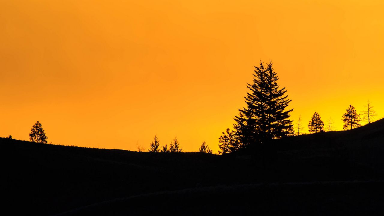 Wallpaper spruce, sunset, silhouette