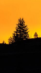 Preview wallpaper spruce, sunset, silhouette