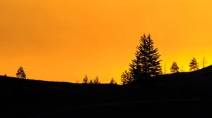Preview wallpaper spruce, sunset, silhouette