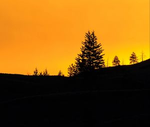 Preview wallpaper spruce, sunset, silhouette
