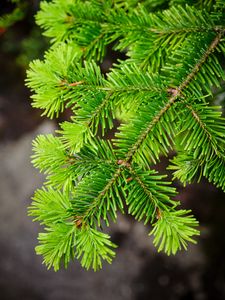 Preview wallpaper spruce, tree, branch, needles, macro