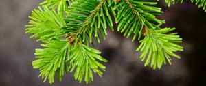 Preview wallpaper spruce, tree, branch, needles, macro