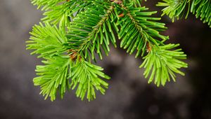 Preview wallpaper spruce, tree, branch, needles, macro