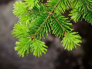 Preview wallpaper spruce, tree, branch, needles, macro