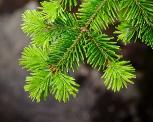 Preview wallpaper spruce, tree, branch, needles, macro