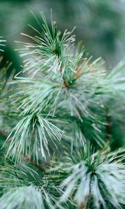 Preview wallpaper spruce, tree, branches, needles