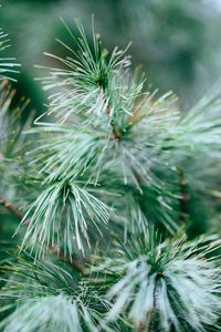 Preview wallpaper spruce, tree, branches, needles