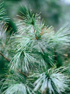 Preview wallpaper spruce, tree, branches, needles