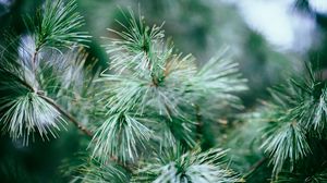 Preview wallpaper spruce, tree, branches, needles