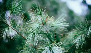 Preview wallpaper spruce, tree, branches, needles