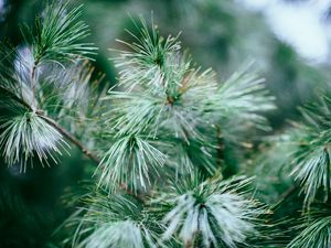 Preview wallpaper spruce, tree, branches, needles