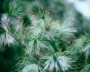 Preview wallpaper spruce, tree, branches, needles