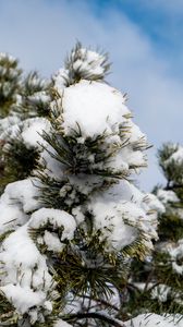 Preview wallpaper spruce, tree, branches, needles, snow, winter