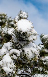 Preview wallpaper spruce, tree, branches, needles, snow, winter