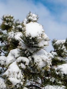 Preview wallpaper spruce, tree, branches, needles, snow, winter