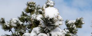 Preview wallpaper spruce, tree, branches, needles, snow, winter