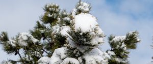 Preview wallpaper spruce, tree, branches, needles, snow, winter