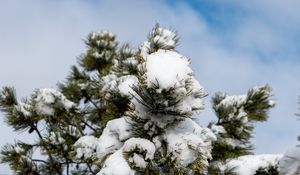 Preview wallpaper spruce, tree, branches, needles, snow, winter