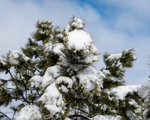 Preview wallpaper spruce, tree, branches, needles, snow, winter