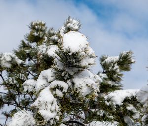 Preview wallpaper spruce, tree, branches, needles, snow, winter