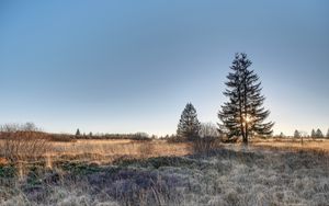 Preview wallpaper spruce, tree, grass, sky