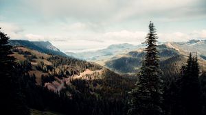 Preview wallpaper spruce, tree, hills, relief