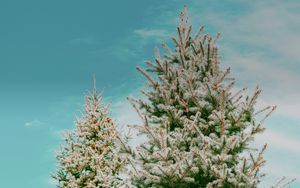 Preview wallpaper spruce, tree, needles, new year