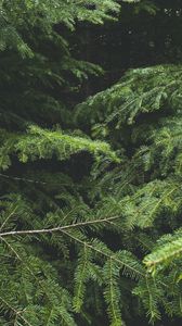 Preview wallpaper spruce, tree, needles, branches, macro, green